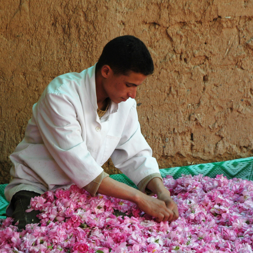 ハンズららぽーと横浜店 ナイアード 『朝摘みばら水』 3.png